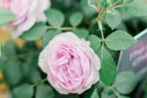 The-Menopause-Charity-Rose-The-Harkness-Rose-Company-RHS-Chelsea-Flower-Show-2023-Rona-Wheeldon-My-Midlife-Story-Flowerona