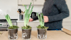 Indoor Potted Spring Bulbs
